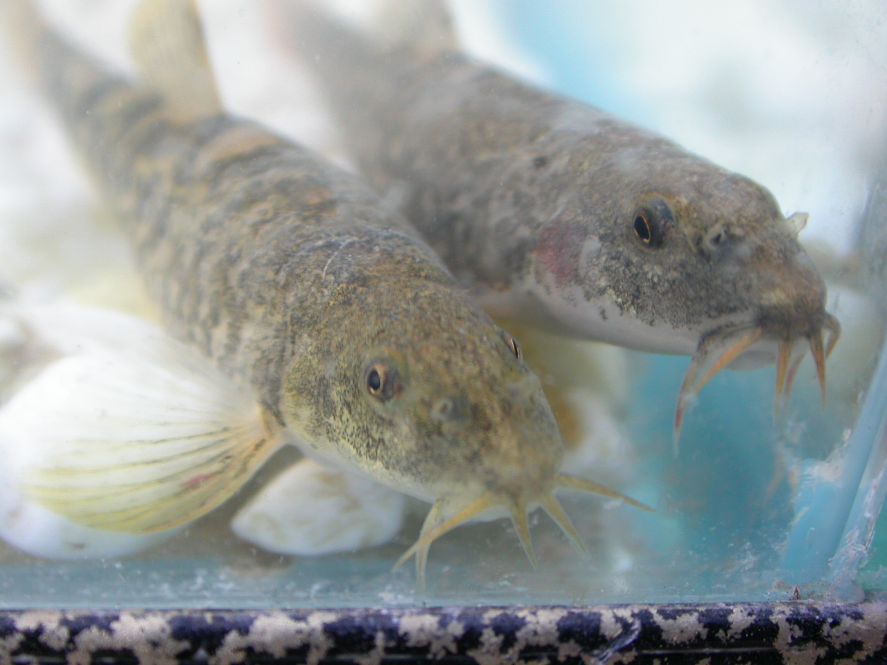 Ankara Çamurbalığı - Neomacheilus angorae